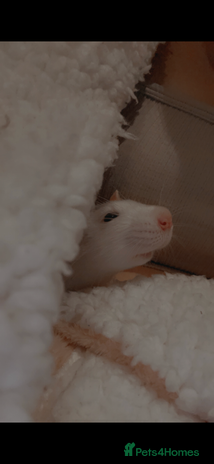 Rat rodents - Advert 5