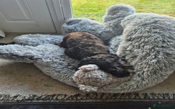 Cockapoo dogs for sale: 3 year old cockapoo  - Image 1