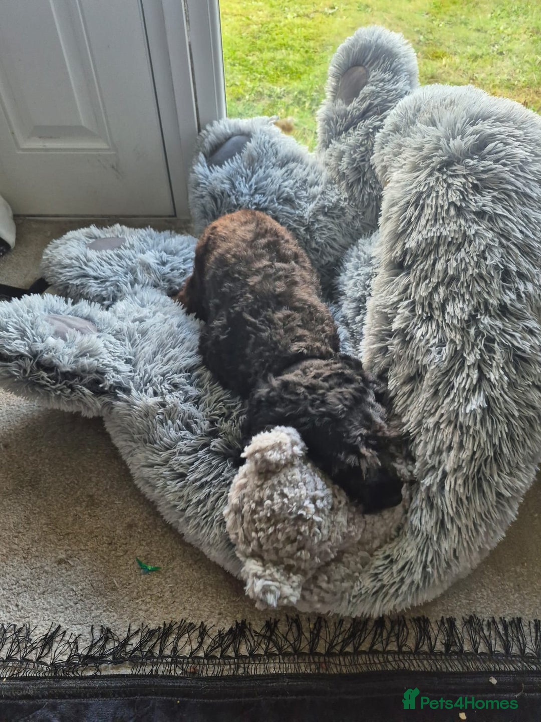 Cockapoo dogs for sale: 3 year old cockapoo  - Image 1