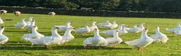Waterfowl poultry for sale: Sebastopol Goose Eggs For Sale in Sheffield - Advert 4