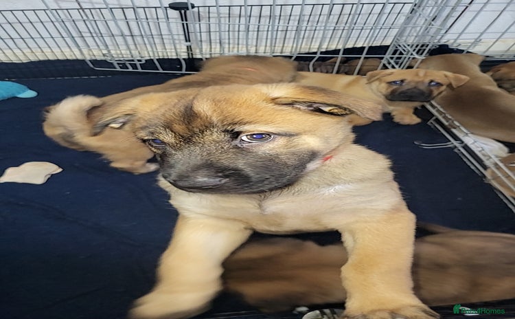 Mixed Breed dogs - Advert 10