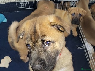 Mixed Breed dogs - Advert 13