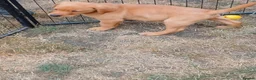 Labrador Retriever dogs for sale: Labrador Puppies Fox Red - Advert 18
