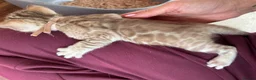 Bengal cats for sale: TICA Reg Bengal Kittens. Ready To Leave in 3 weeks - Advert 20