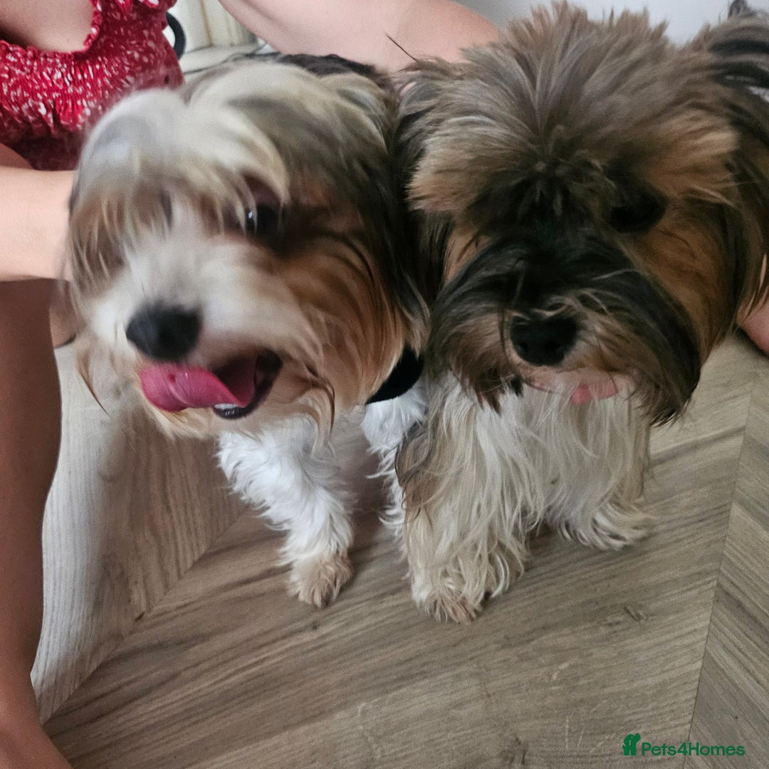 Yorkshire Terrier dogs for sale: Two beautiful Yorkshire Terrier (Biewer) puppies - Advert 21