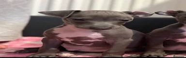 Italian Greyhound 2
