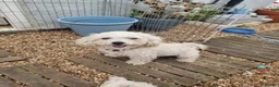 Poochon dogs for sale: Bichon frise x poodle  in Maidstone - Advert 1