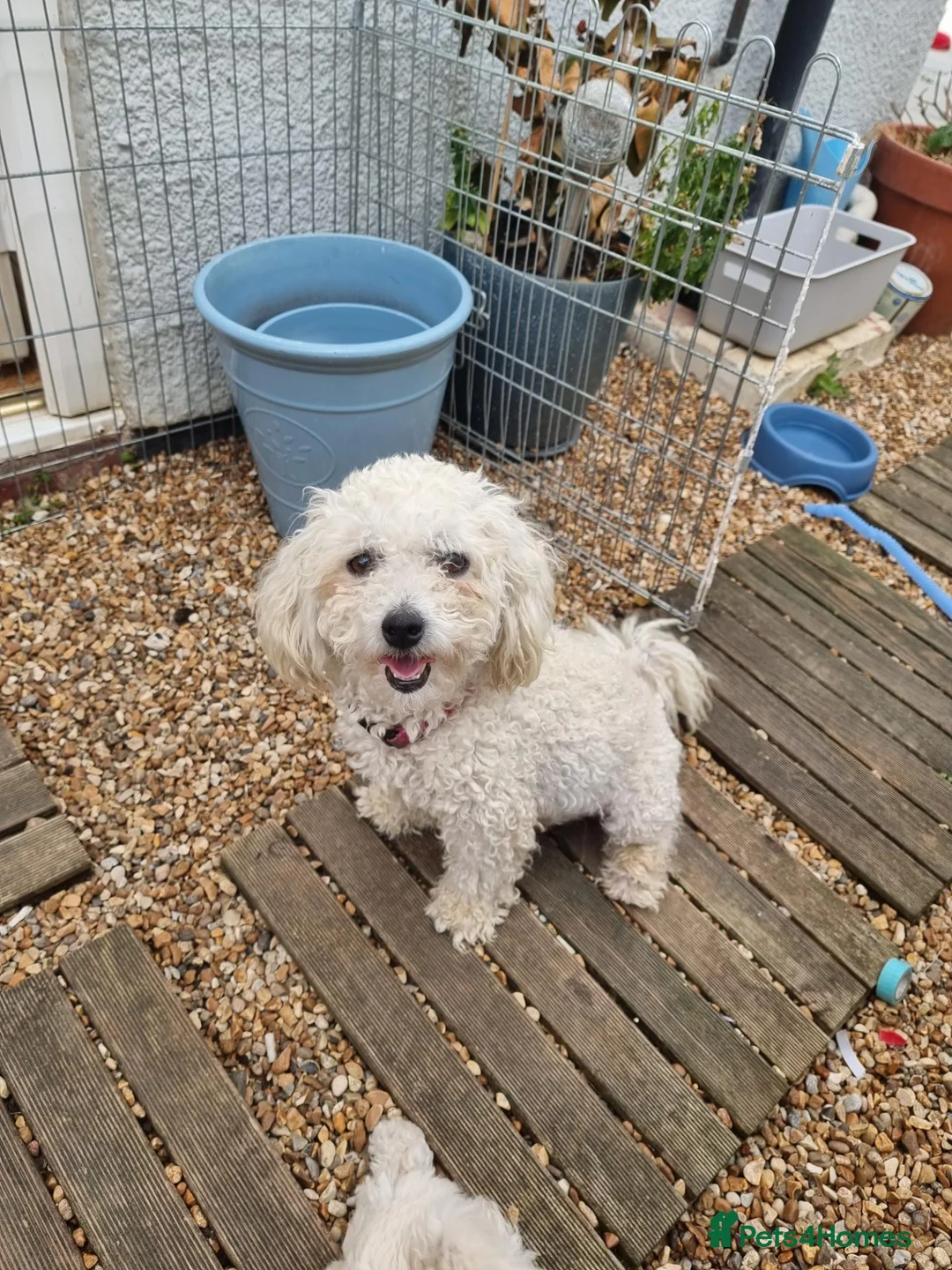 Poochon dogs for sale: Bichon frise x poodle  in Maidstone - Advert 1