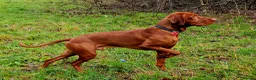 Hungarian Vizsla dogs for stud: KC Hungarian Vizsla for Stud - Advert 1