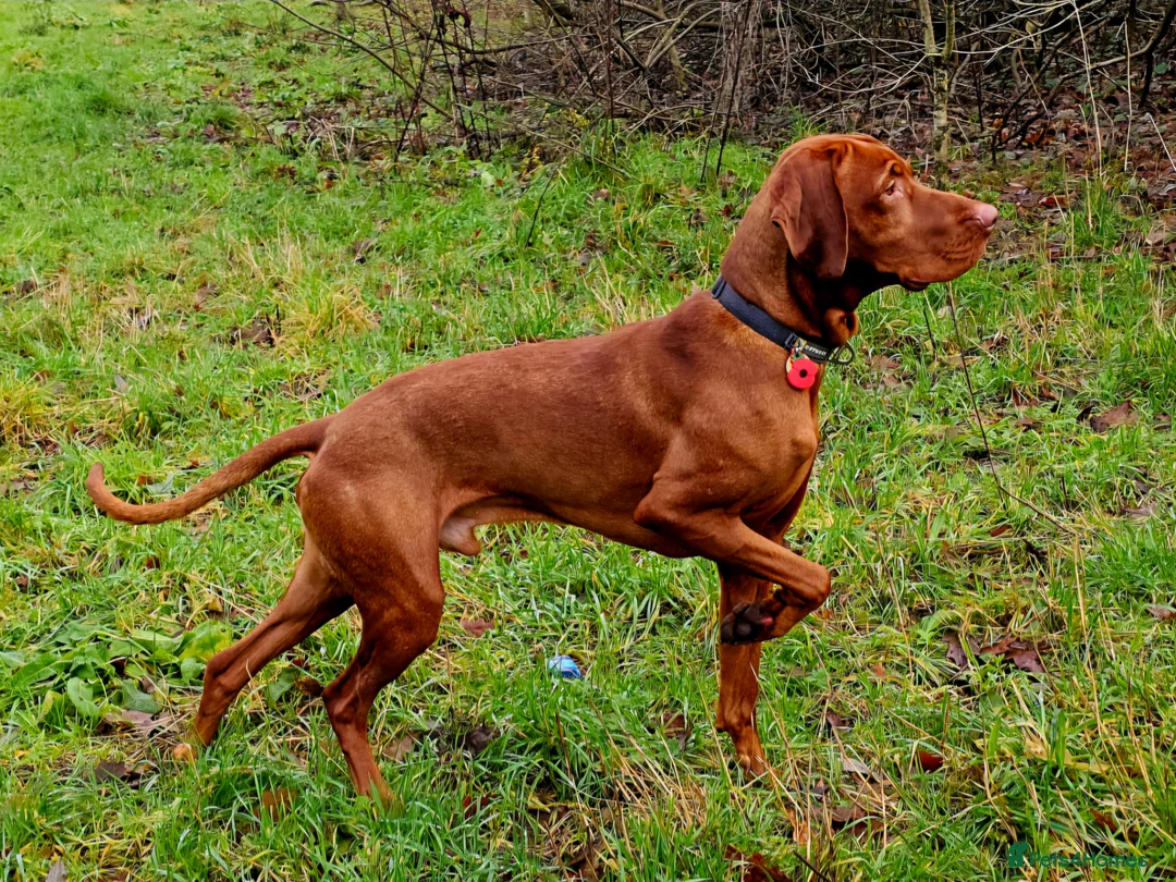 Hungarian Vizsla dogs for stud: KC Hungarian Vizsla for Stud - Advert 1