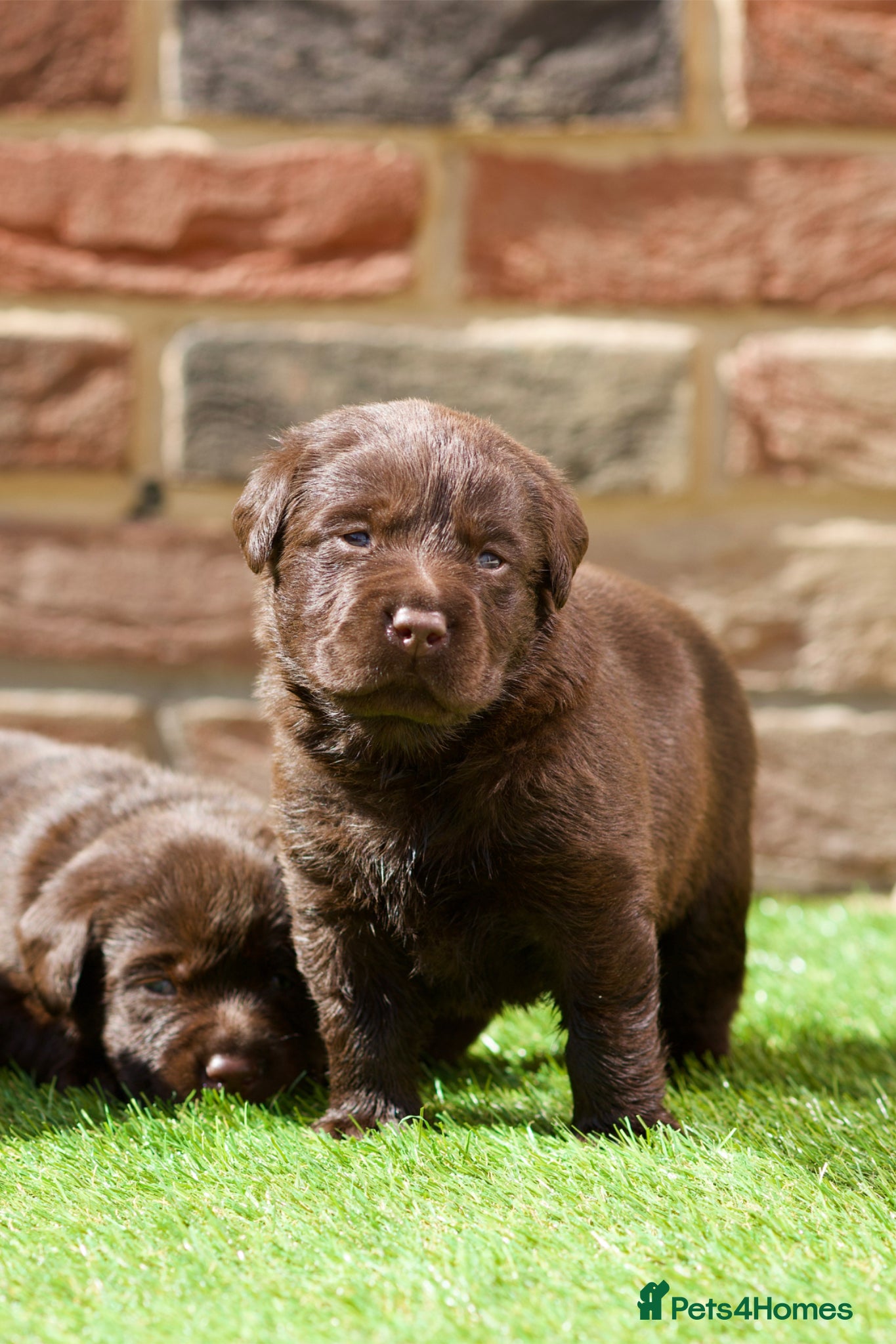 Labrador Retriever dogs PREMIUM SHOW LINES ENGLISH LABRADOR PUPPIES  - Advert 1
