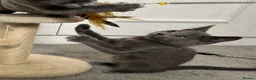 Russian Blue cats for sale: Russian Blue Kittens  - Advert 3