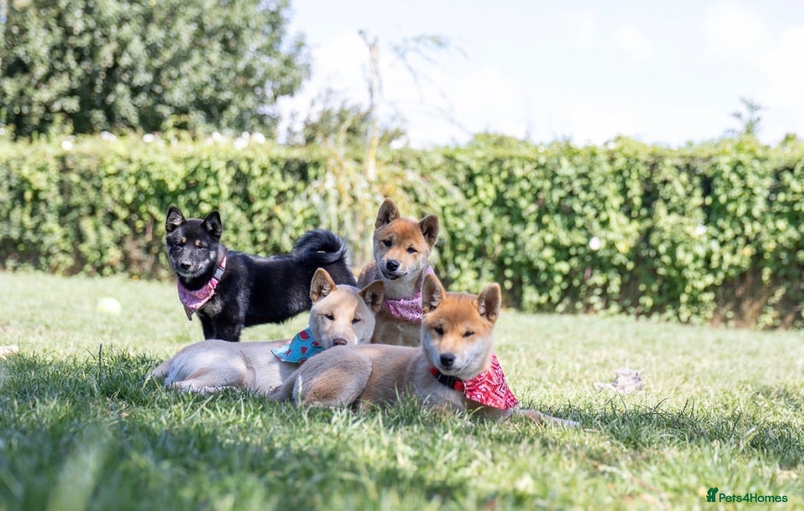 Japanese Shiba Inu dogs Confidence Comes With Time outstanding shiba 🇯🇵 - Advert 4