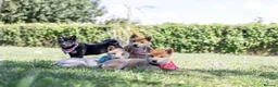 Japanese Shiba Inu dogs for sale: Confidence Comes With Time outstanding shiba 🇯🇵 - Advert 2