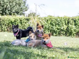 Japanese Shiba Inu dogs Confidence Comes With Time outstanding shiba 🇯🇵 - Advert 4