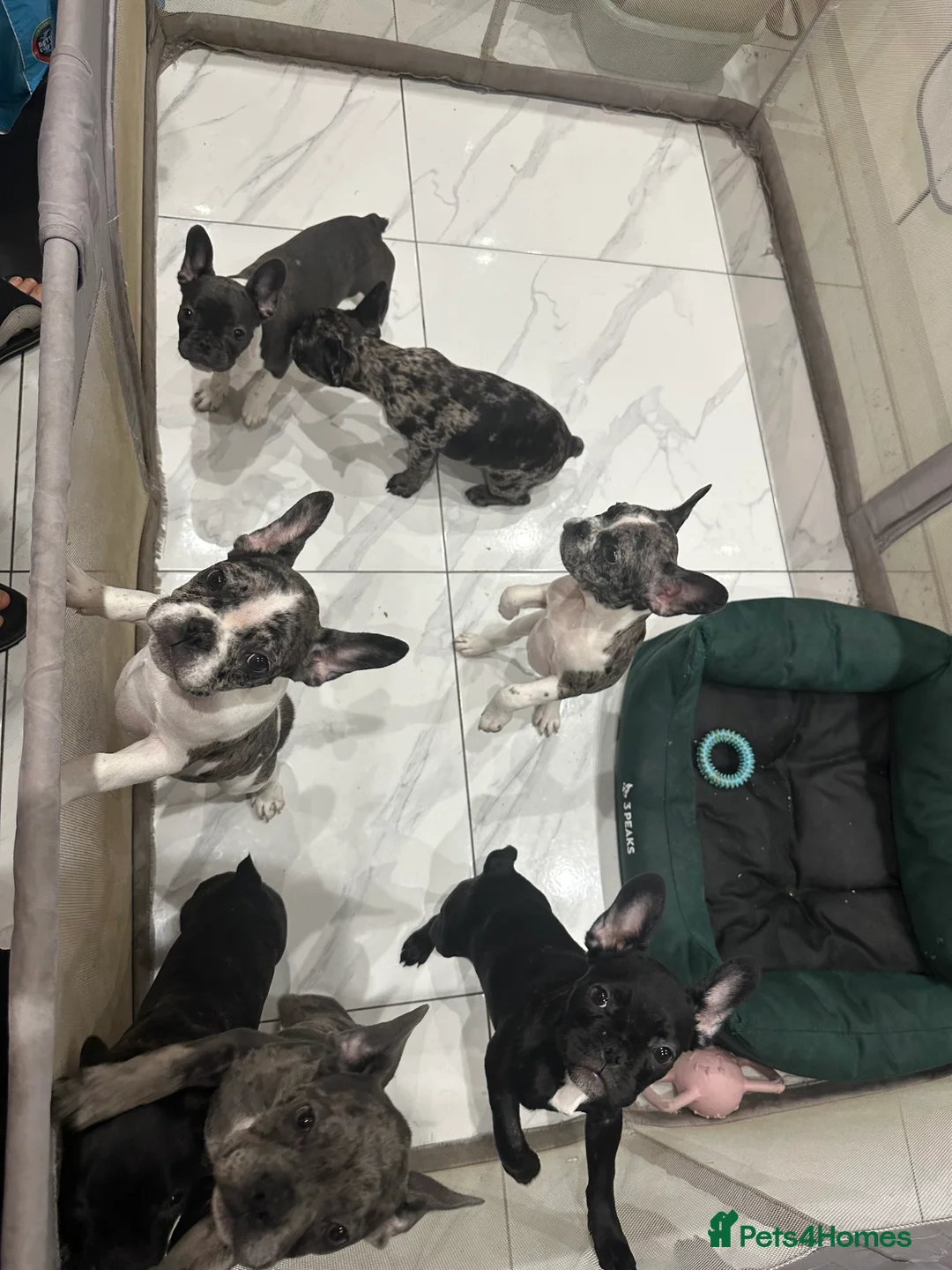 French Bulldog dogs for sale: French Bulldog Puppies for sale  - Advert 5