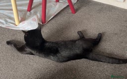 British Longhair cats for sale: Seb- British shorthair - Image 3