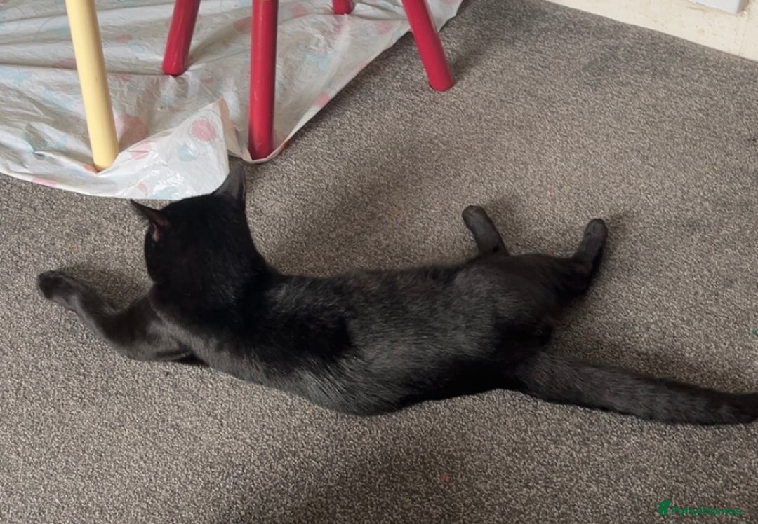 British Longhair cats for sale: Seb- British shorthair - Image 3