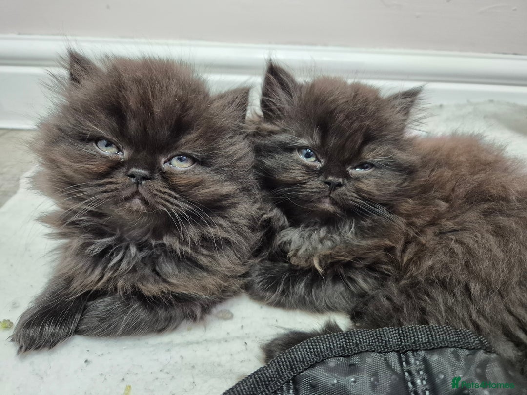 Persian cats for sale: Gorgeous Persian kittens! READY FOR  ** ! - Advert 6