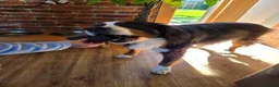 Bernese Mountain Dog dogs for sale: Beautiful Bernese Mountain Dog Puppies coming  in Spalding - Advert 4
