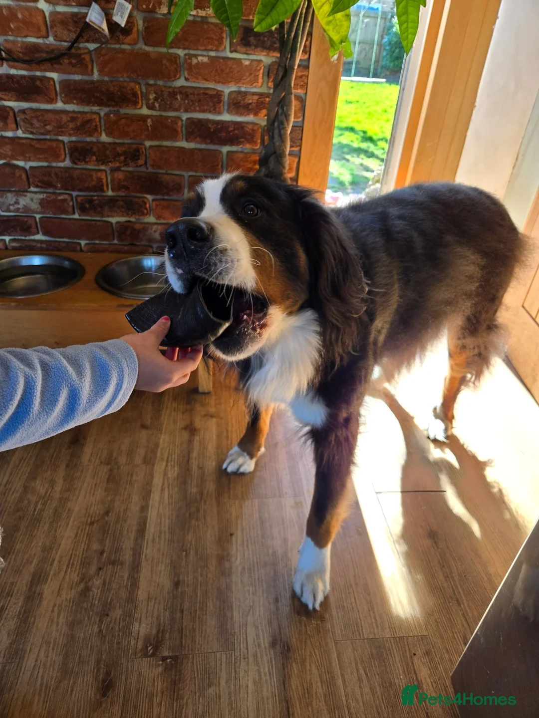 Bernese Mountain Dog dogs for sale: Beautiful Bernese Mountain Dog Puppies coming  in Spalding - Advert 4