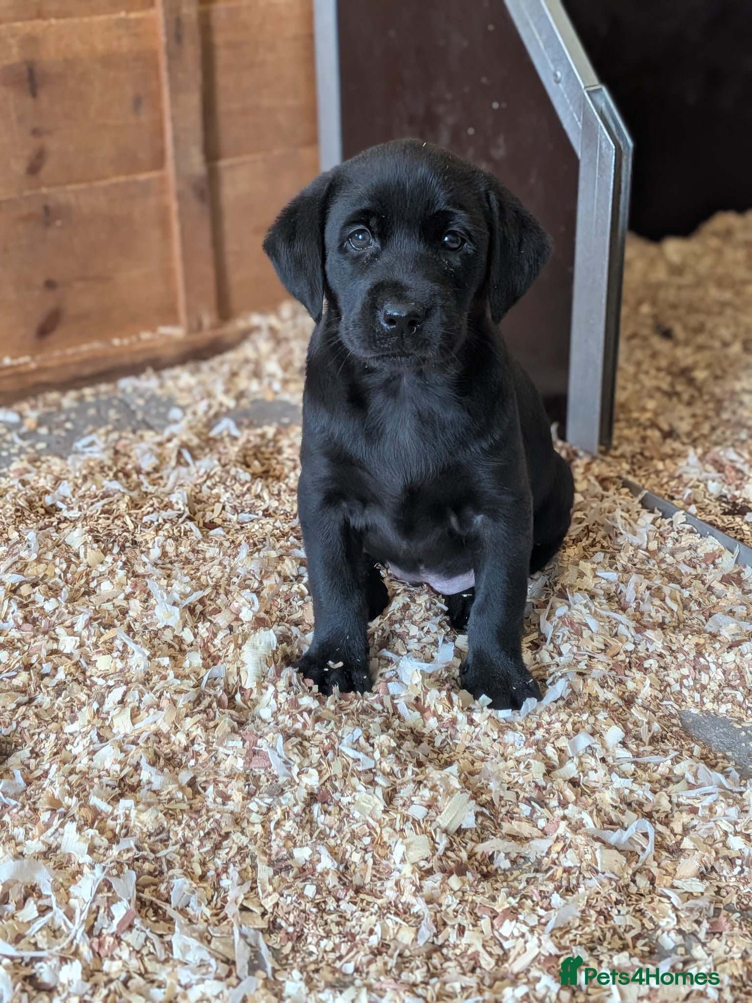 Labrador Retriever dogs KC'd Working/Trialing Pedigree  - Advert 2
