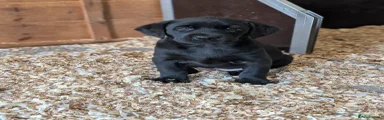 Labrador Retriever Puppy 5