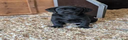 Labrador Retriever dogs for sale: KC'd Working/Trialing Pedigree  - Advert 2