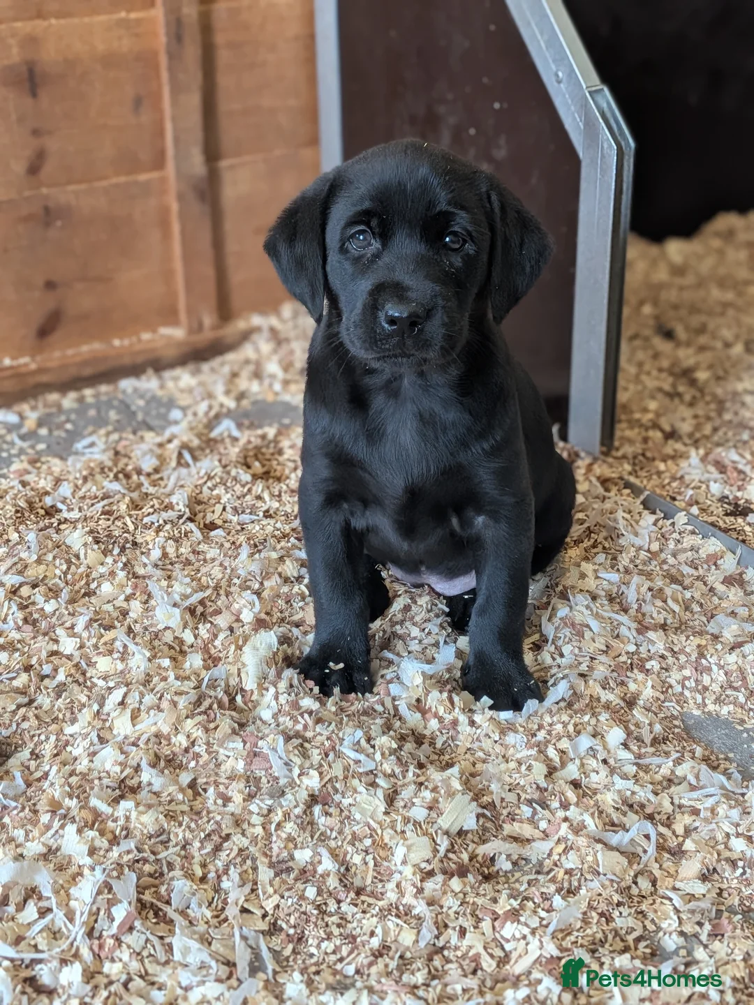 Labrador Retriever dogs for sale: KC'd Working/Trialing Pedigree  - Advert 2