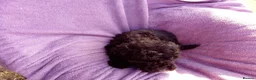 Cockapoo dogs for sale: 5 Cockapoo ready now liensed breeder  - Advert 10