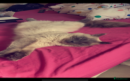 Ragamese cats for sale: Ragdoll x Siamese - Image 3