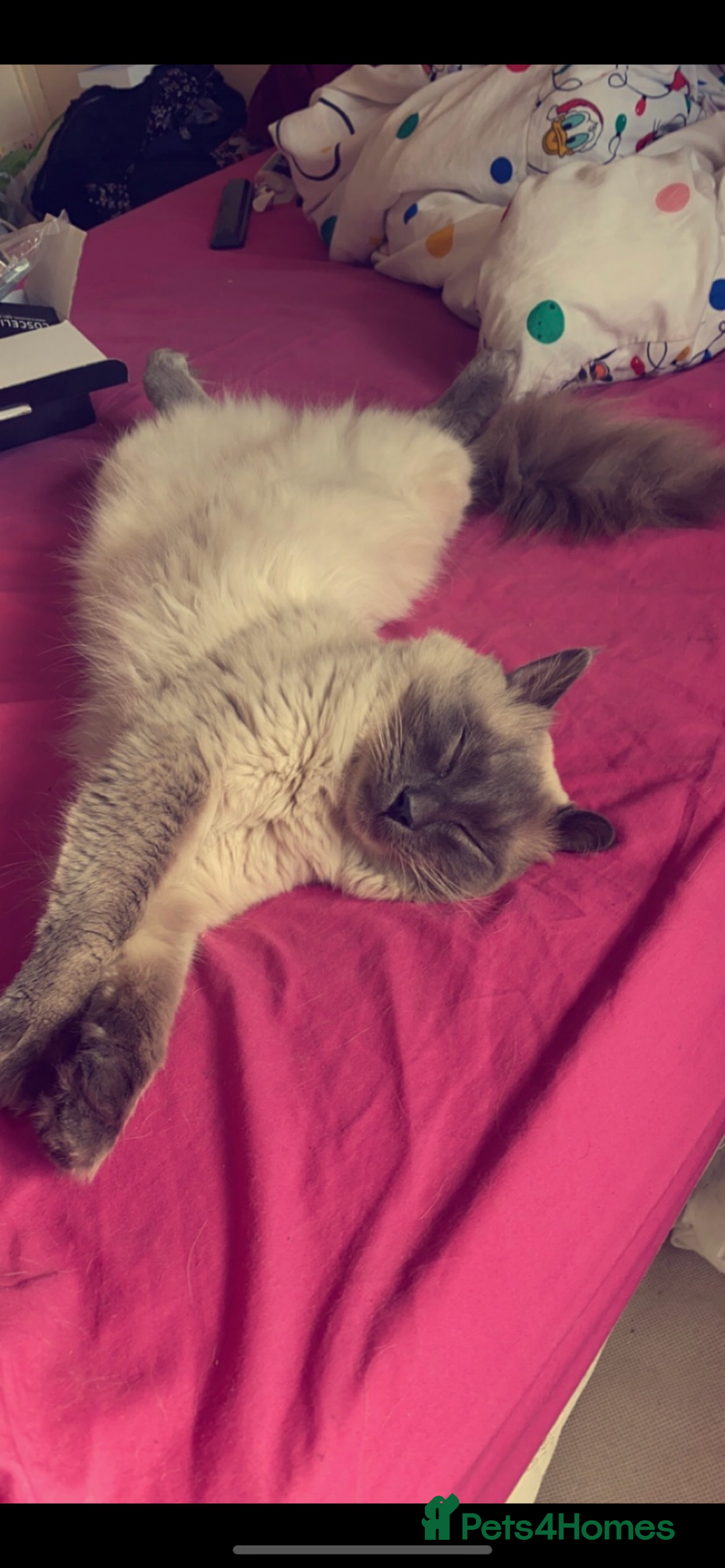 Ragamese cats for sale: Ragdoll x Siamese - Image 3