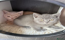 British Shorthair cats for sale: Pedigree BSH Last Female kitten ready to go!! - Image 17