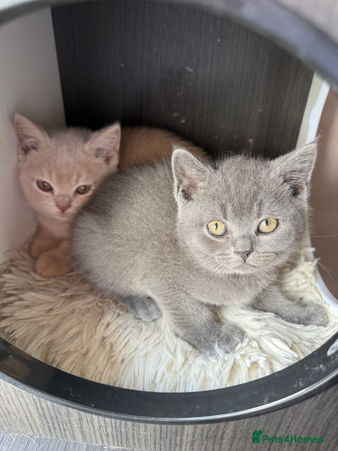 British Shorthair cats for sale: Pedigree BSH Last Female kitten ready to go!! - Image 17
