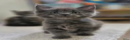 Maine Coon cats for sale: Dear Maine Coon kittens are looking for new homes! in Boston - Advert 3