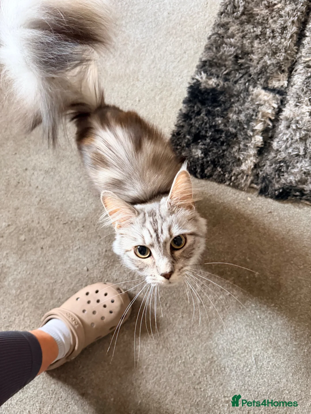 Maine Coon cats for sale: Maine coon+ragdoll  in Exeter - Advert 1