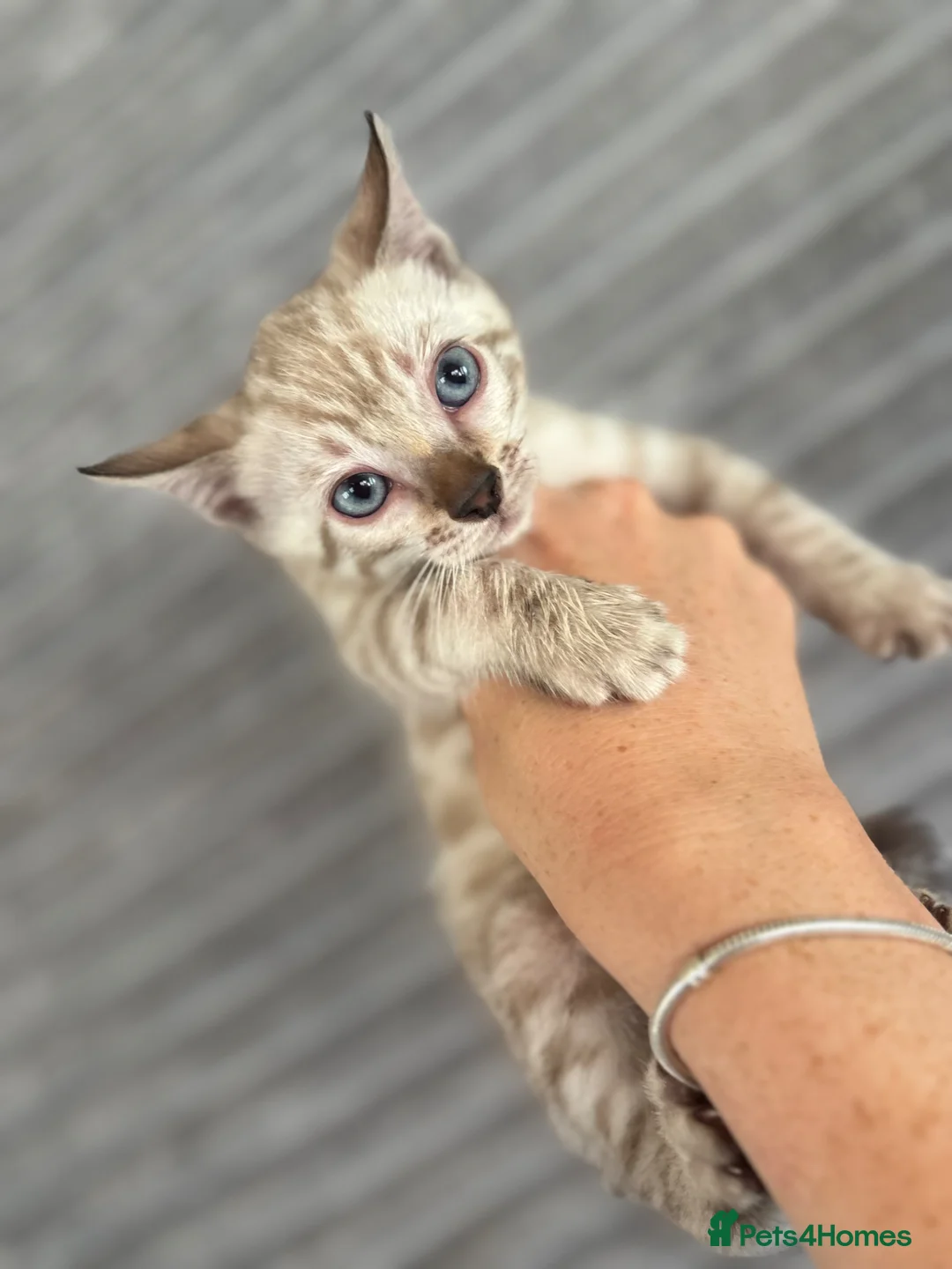 Bengal cats for sale: Perfect Bengal kittens  - Advert 1