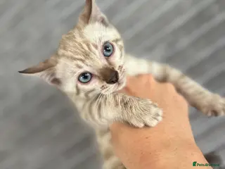 Bengal cats Perfect Bengal kittens - Advert 5