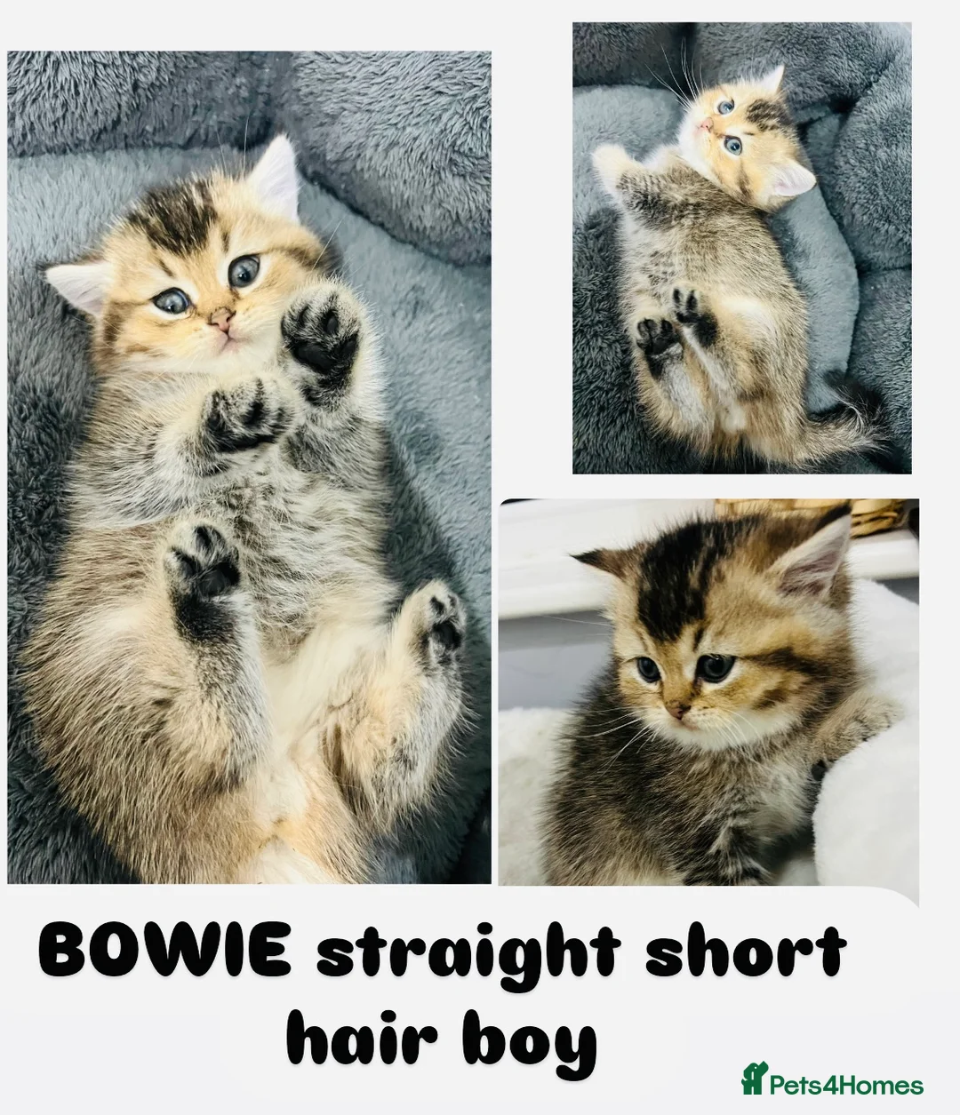 Scottish Fold cats for sale: TICA registered Pedigree boy kitten  - Advert 12