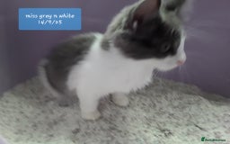 Ragcoon cats for sale: FINAL REDUCTION £300  Stunning, chunky ragcoons  - Image 5