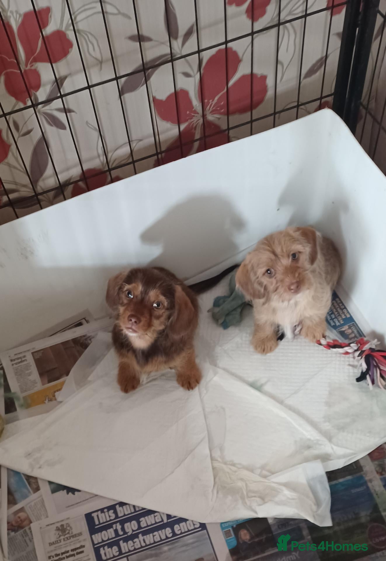 Mixed Breed dogs Ready Now, Imperial Shih Tzu x Mini Dachshund  - Advert 1