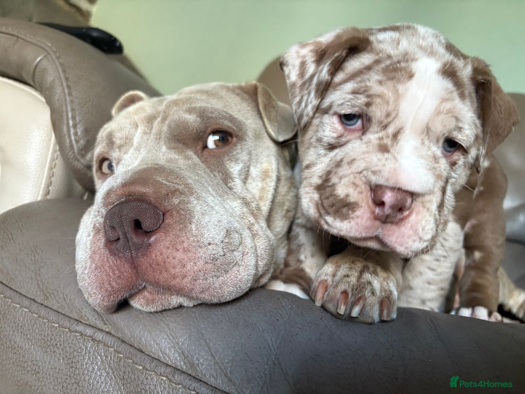 Mixed Breed dogs for sale: Bullpei puppies  - Image 8