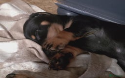 Miniature Dachshund dogs for sale: Ready boy or girl Black and tan smooth Dachshund's - Image 7