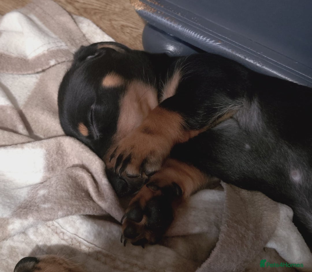 Miniature Dachshund dogs for sale: Ready boy or girl Black and tan smooth Dachshund's - Image 7