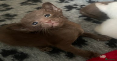 Oriental cats - Advert 10