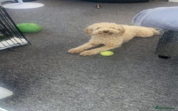 Cockapoo dogs for sale: Poppy - Image 6