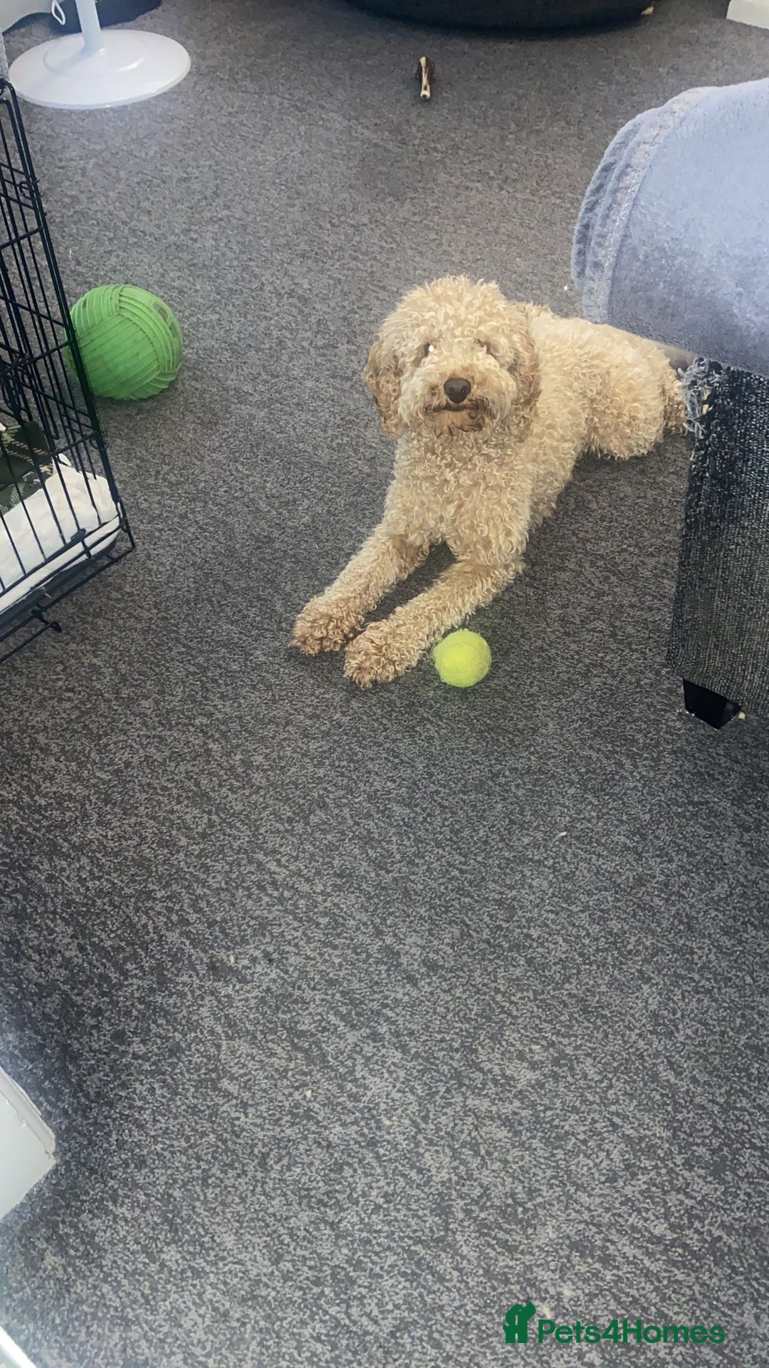 Cockapoo dogs for sale: Poppy - Image 6