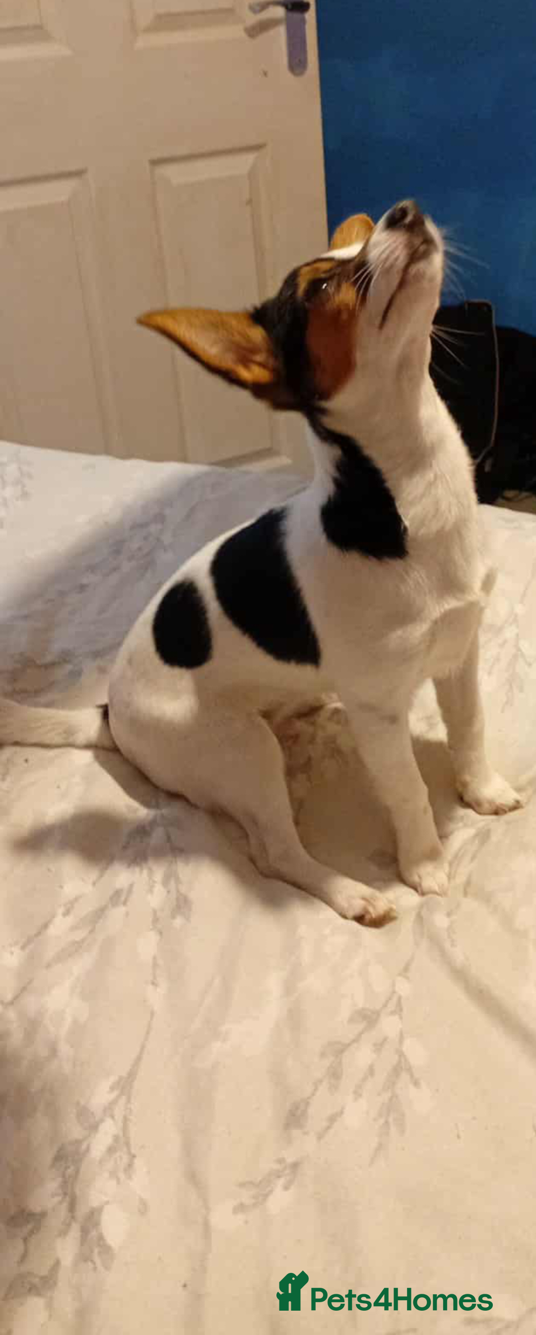 Mixed Breed dogs for sale: Roxey  - Advert 3