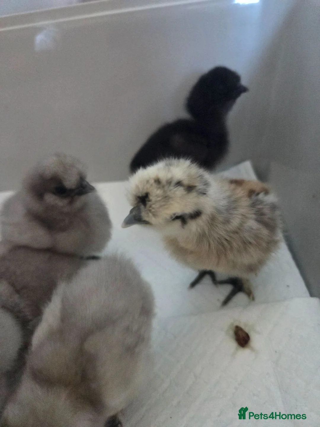 Chickens poultry for sale: 6 silkie chicks - Advert 2