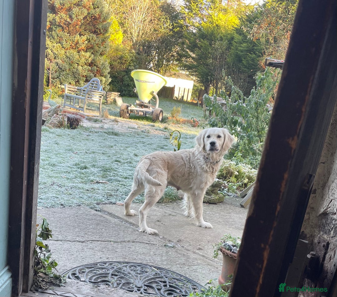 Golden Retriever dogs for sale: Golden Retriever Bitch  - Advert 3